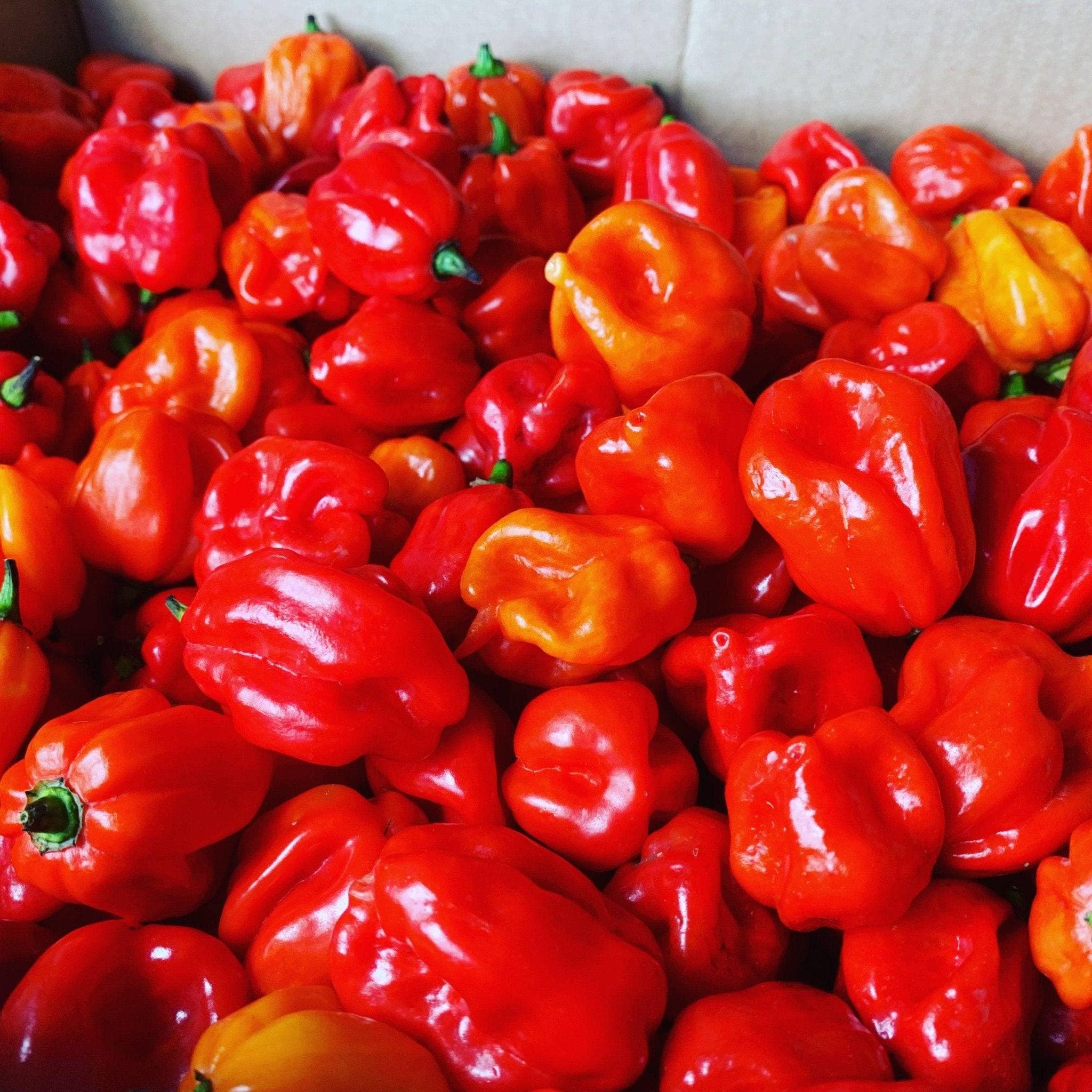 Piment rouge 1kg