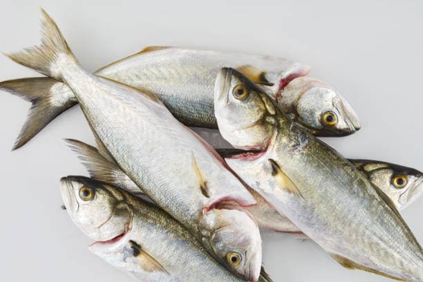 Poisson bologui 1kg