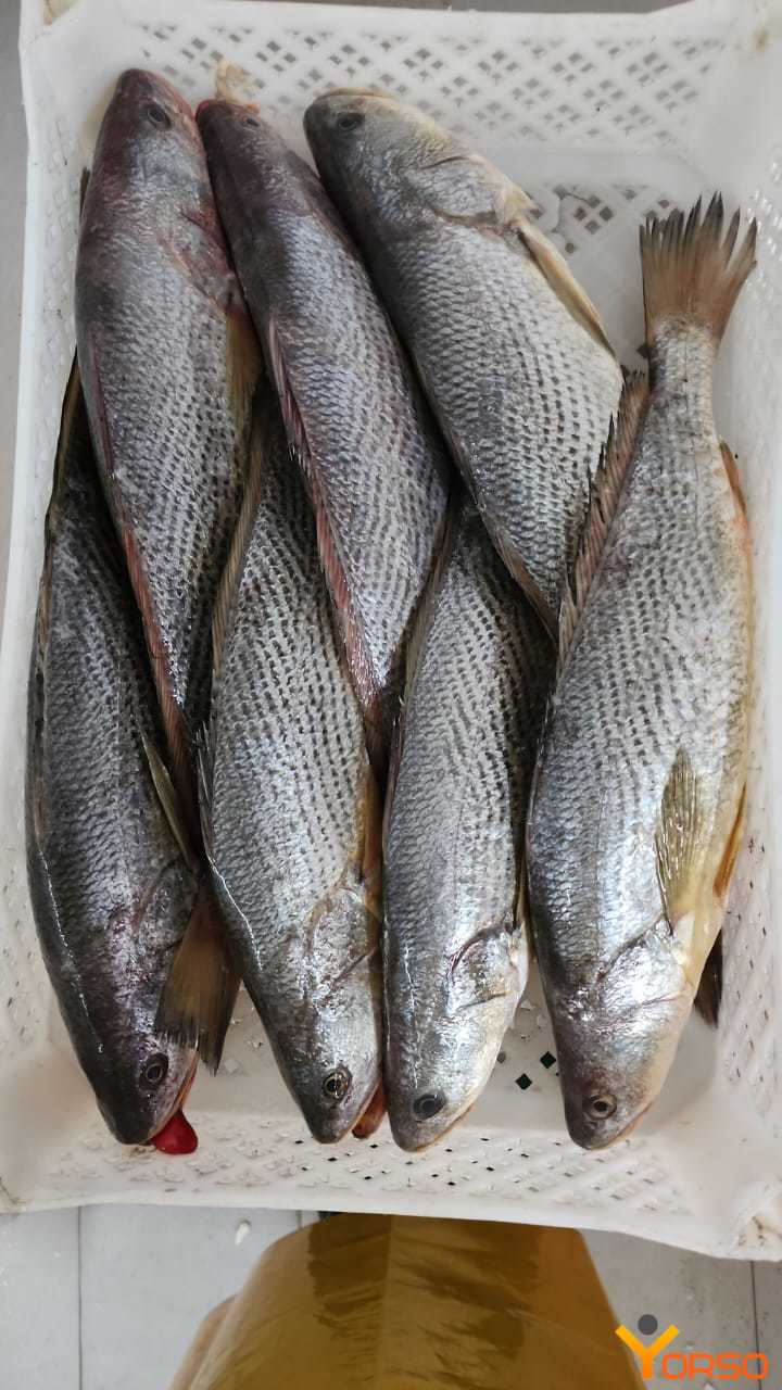 Poisson sossé 1kg
