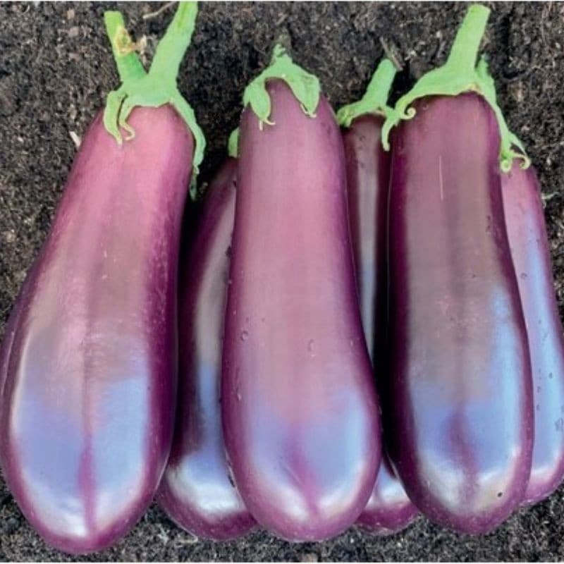 Obergine violette 1kg